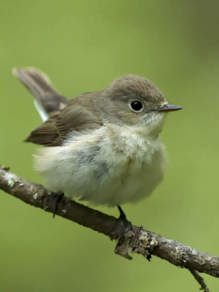 Pikkusieppo, Red-breasted Flycatcher, Ficedula parva